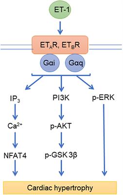 The Role of G Protein-Coupled Receptors in the Right Ventricle in Pulmonary Hypertension